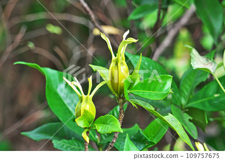 Gardenia fruits that have turned yellow-green in early autumn (autumn, October) 109757675