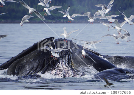 Humpback whale bubble net feeding 109757696