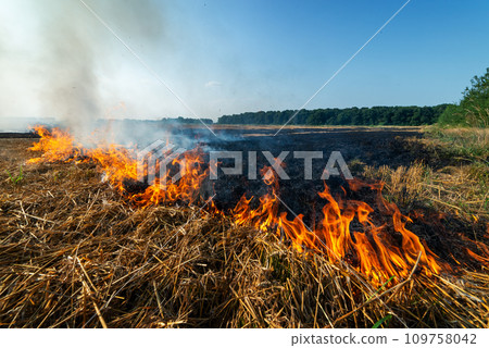 Burning dry stubble on wheat field after harvesting Burning dry stubble on wheat field after harvesting 109758042