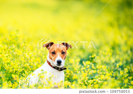Jack Russel Terrier on yellow rape flowers meadow Jack Russel Terrier on yellow rape flowers meadow 109758053