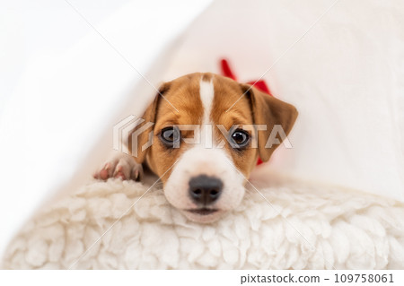 Most adorable Jack Russel terrier puppy Most adorable Jack Russel terrier puppy 109758061