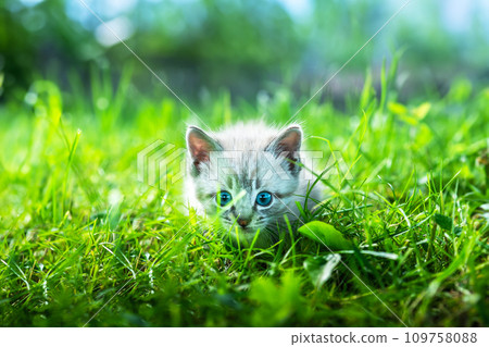 Tiny kitten with blue ayes playing 109758088