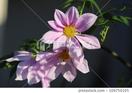 Pink emperor dahlia flowers blooming in the autumn garden Pink emperor dahlia flowers blooming in the autumn garden 109758105