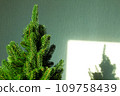 Green Christmas tree and a shadow on the wall. Beautiful Christmas background. Lush green spruce with beautiful long needles. New Year background. Close-up. Natural nature. Holiday event. Abstract 109758439