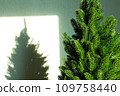 Green Christmas tree and a shadow on the wall. Beautiful Christmas background. Lush green spruce with beautiful long needles. New Year background. Close-up. Natural nature. Holiday event. Abstract 109758440