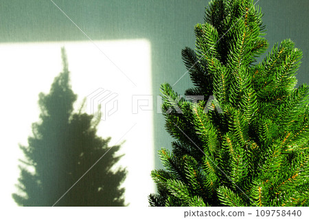 Green Christmas tree and a shadow on the wall. Beautiful Christmas background. Lush green spruce with beautiful long needles. New Year background. Close-up. Natural nature. Holiday event. Abstract 109758440