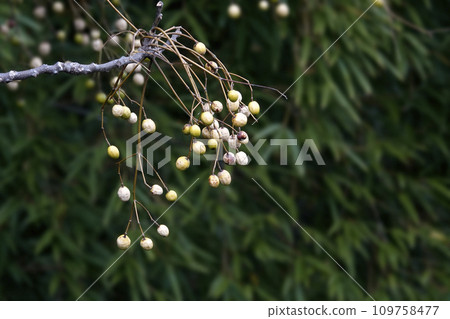 Meli fruits with white or yellow fruits hanging from the treetops in winter 109758477
