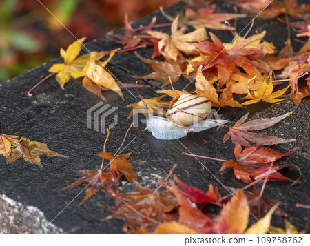 濕秋葉和蝸牛 109758762