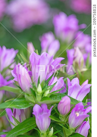 Flowers around the house - various seasonal flowers - beautiful purple flowers in full bloom - dainty sparkling gentian flowers Flowers around the house - various seasonal flowers - beautiful purple flowers in full bloom - dainty sparkling gentian flowers 109758818
