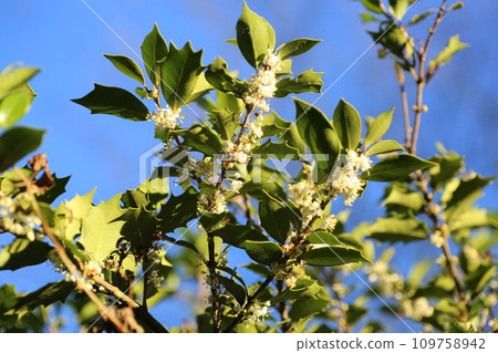 初冬盛開的冬青小白花 109758942