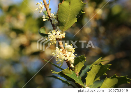 初冬盛開的冬青小白花 109758949