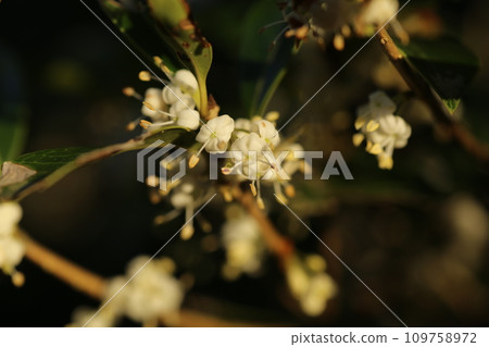 Small white flowers of holly that bloom in early winter Small white flowers of holly that bloom in early winter 109758972