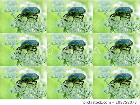 A textured pattern created by a photograph of a beetle, which is repeated several times. Created with GIMP 109759078