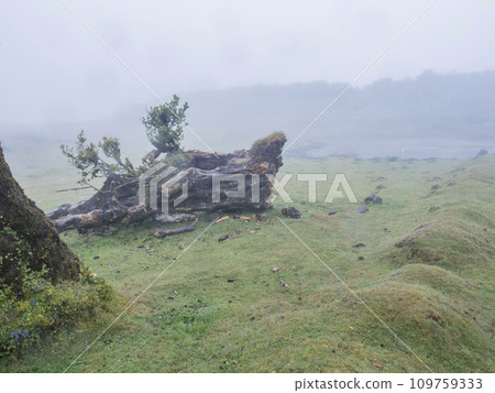 Fanal laurel forest in rain and dense fog with tree trunk, moss, fern, violet flowers and small pond. Mysterious creepy atmosphere, Tourist point Fanal, Madeira, Portugal 109759333