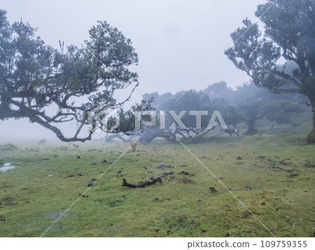 Fanal laurel forest in rain and dense fog with cow and calfs and bizarre shape mossy trees, twisted branches, moss and fern. Mysterious creepy atmosphere, Tourist point Fanal, Madeira, Portugal Fanal laurel forest in rain and dense fog with cow and calfs and bizarre shape mossy trees, twisted branches, moss and fern. Mysterious creepy atmosphere, Tourist point Fanal, Madeira, Portugal 109759355