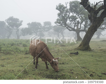 Brown ginger cow in Fanal laurel forest in rain and dense fog with and bizarre shape mossy trees, twisted branches, moss and fern. Mysterious creepy atmosphere, Tourist point Fanal, Madeira, Portugal Brown ginger cow in Fanal laurel forest in rain and dense fog with and bizarre shape mossy trees, twisted branches, moss and fern. Mysterious creepy atmosphere, Tourist point Fanal, Madeira, Portugal 109759380