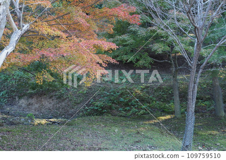 Autumn leaves of Nara Park Autumn leaves of Nara Park 109759510