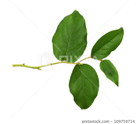 Twig with green leaves isolated Twig with green leaves isolated 109759714