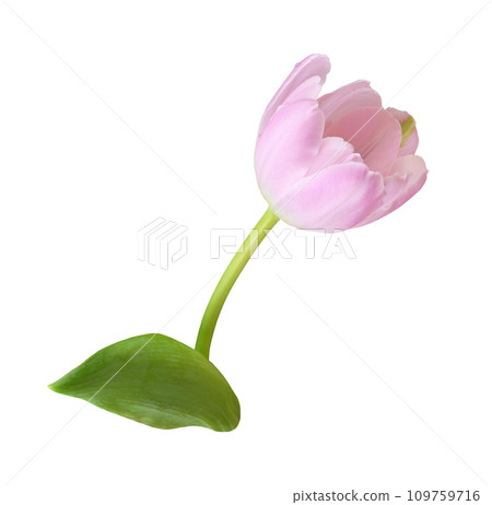Pink tulip flower isolated 109759716