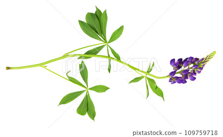 Lupinus polyphyllus purple flowers and leaves isolated Lupinus polyphyllus purple flowers and leaves isolated 109759718