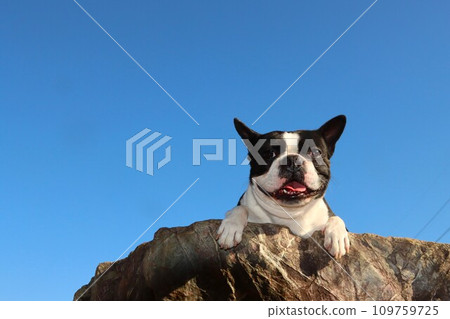 Mighty, a Boston terrier, looks cute from atop a rock under the blue sky ♡ 109759725