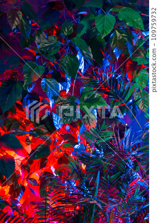 Creative fluorescent color layout made of tropical leaves. Flat lay neon colors. Nature concept. Creative fluorescent color layout made of tropical leaves. Flat lay neon colors. Nature concept. 109759732