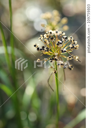 black chive seeds 109759803
