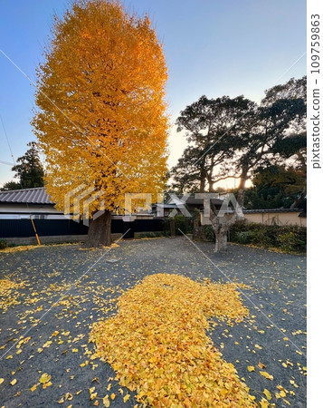 Fallen leaves of ginkgo, autumn leaves of ginkgo, autumn leaves of large ginkgo. Kamakura temple and ginkgo Fallen leaves of ginkgo, autumn leaves of ginkgo, autumn leaves of large ginkgo. Kamakura temple and ginkgo 109759863