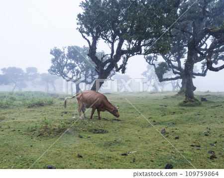 Brown ginger cow peeing in Fanal laurel forest in rain and dense fog with and bizarre shape mossy trees, twisted branches, moss and fern. Mysterious creepy atmosphere, Tourist point Fanal, Madeira 109759864