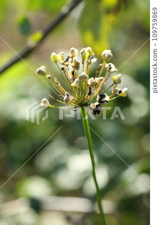 black chive seeds 109759869