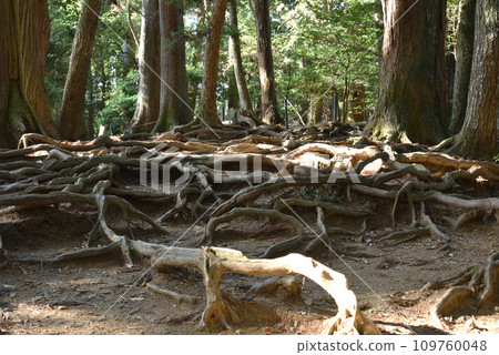 Kinonemichi Kurama Temple 109760048