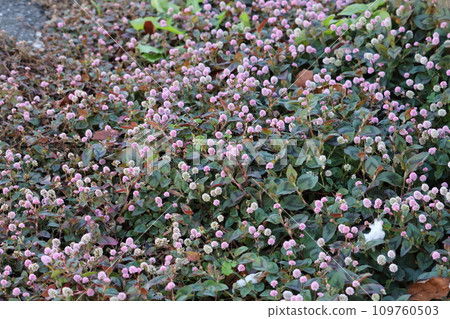 Small pink Himetsursoba flowers blooming in the autumn garden Small pink Himetsursoba flowers blooming in the autumn garden 109760503