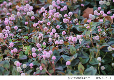 Small pink Himetsursoba flowers blooming in the autumn garden Small pink Himetsursoba flowers blooming in the autumn garden 109760504