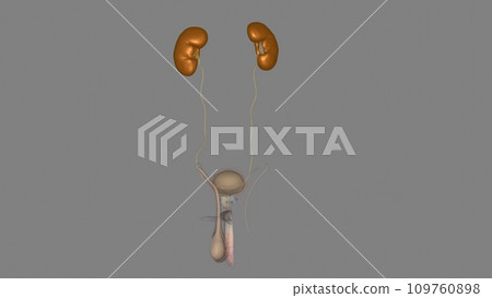 The kidneys are two bean-shaped organs that filter your blood. Your kidneys are part of your urinary system The kidneys are two bean-shaped organs that filter your blood. Your kidneys are part of your urinary system 109760898