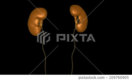 The kidneys are two bean-shaped organs that filter your blood. Your kidneys are part of your urinary system The kidneys are two bean-shaped organs that filter your blood. Your kidneys are part of your urinary system 109760905