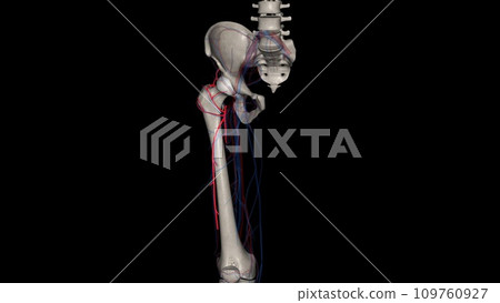 Lateral circumflex femoral artery 109760927