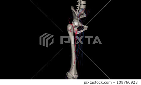 Lateral circumflex femoral artery Lateral circumflex femoral artery 109760928