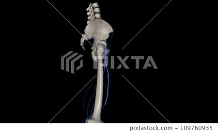 Lateral circumflex femoral artery 109760935