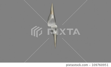 Lateral Incisor, Maxillar and Mandibular 109760951