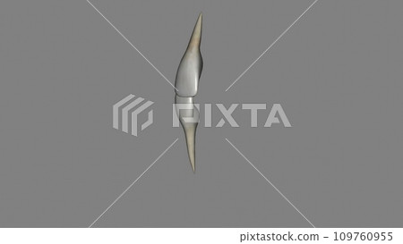 Lateral Incisor, Maxillar and Mandibular 109760955