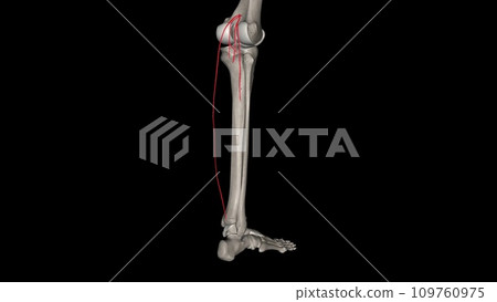 The sural arteries (inferior muscular arteries) are two large branches, lateral and medial, 109760975