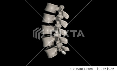 The lumbar vertebrae are, in human anatomy, the five vertebrae between the rib cage and the pelvis 109761026