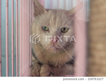 Cat pound. Close-up shot of homeless stray cat living in the animal shelter. Shelter for animals concept 109761027