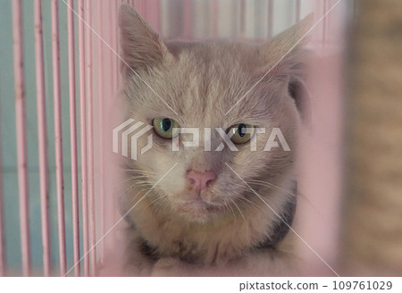 Cat pound. Close-up shot of homeless stray cat living in the animal shelter. Shelter for animals concept Cat pound. Close-up shot of homeless stray cat living in the animal shelter. Shelter for animals concept 109761029