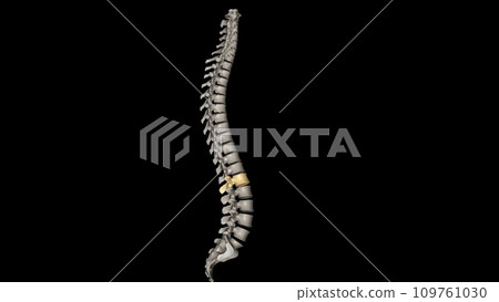 The L1 vertebra is the topmost section of the lumbar spinal column 109761030