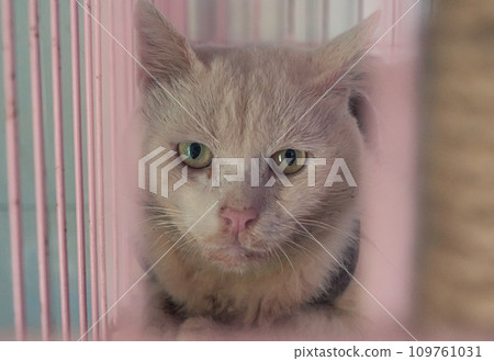 Cat pound. Close-up shot of homeless stray cat living in the animal shelter. Shelter for animals concept Cat pound. Close-up shot of homeless stray cat living in the animal shelter. Shelter for animals concept 109761031