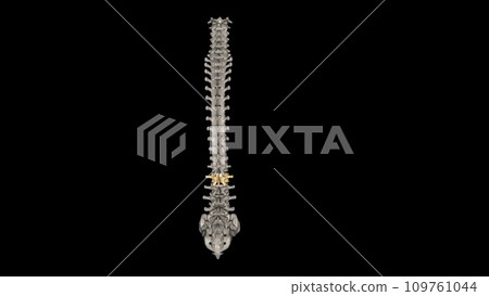 The L2 vertebra is located in the lower curvature of the spine, The L2 vertebra is located in the lower curvature of the spine, 109761044