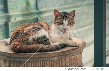 Cat pound. Close-up shot of homeless stray cat living in the animal shelter. Shelter for animals concept 109761058