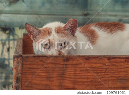 Cat pound. Close-up shot of homeless stray cat living in the animal shelter. Shelter for animals concept Cat pound. Close-up shot of homeless stray cat living in the animal shelter. Shelter for animals concept 109761061