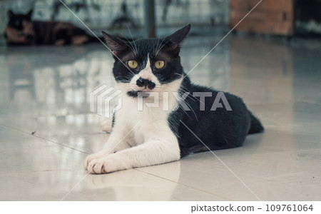 Cat pound. Close-up shot of homeless stray cat living in the animal shelter. Shelter for animals concept Cat pound. Close-up shot of homeless stray cat living in the animal shelter. Shelter for animals concept 109761064